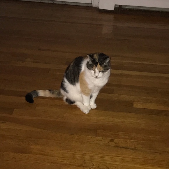 Meet your Posher, Cat - Picture 3 of 6